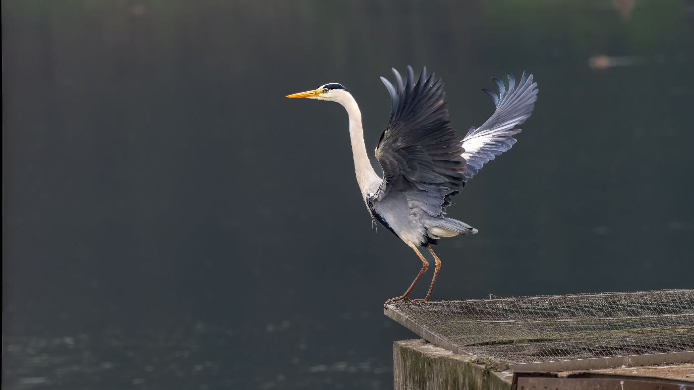 P3101141-ORF_DxO_DeepPRIMEXD ����.jpg