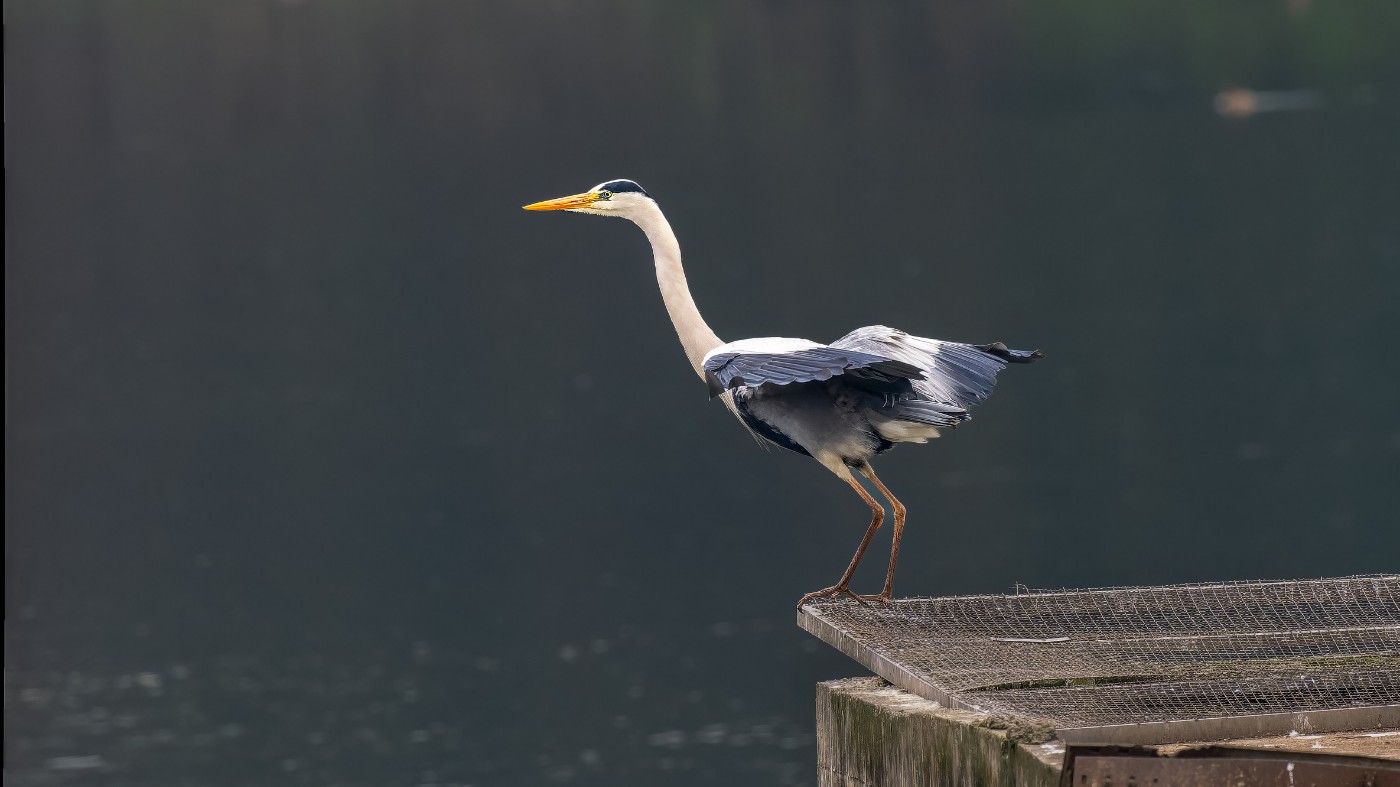 P3101144-ORF_DxO_DeepPRIMEXD ����.jpg