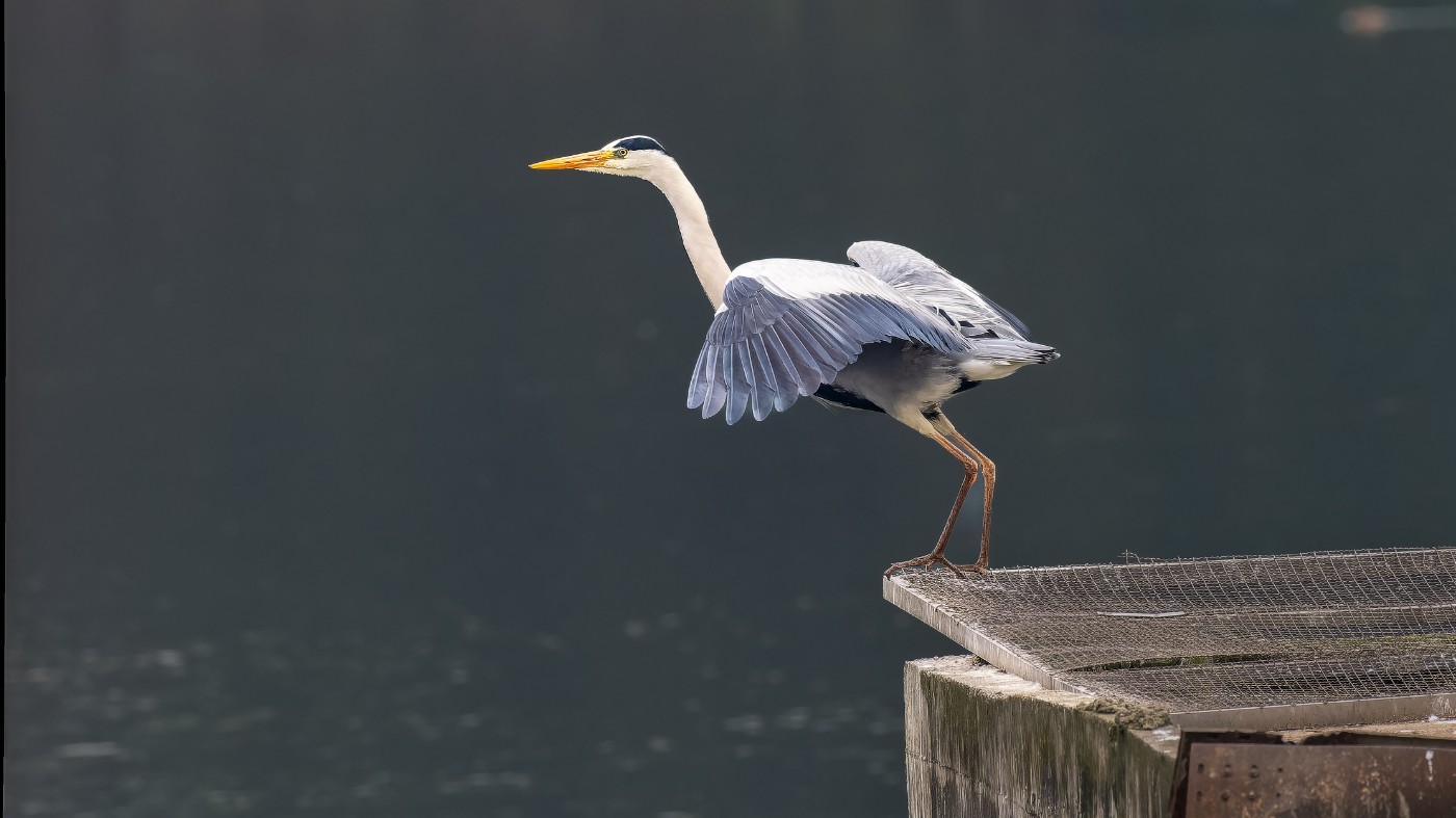 P3101146-ORF_DxO_DeepPRIMEXD ����.jpg