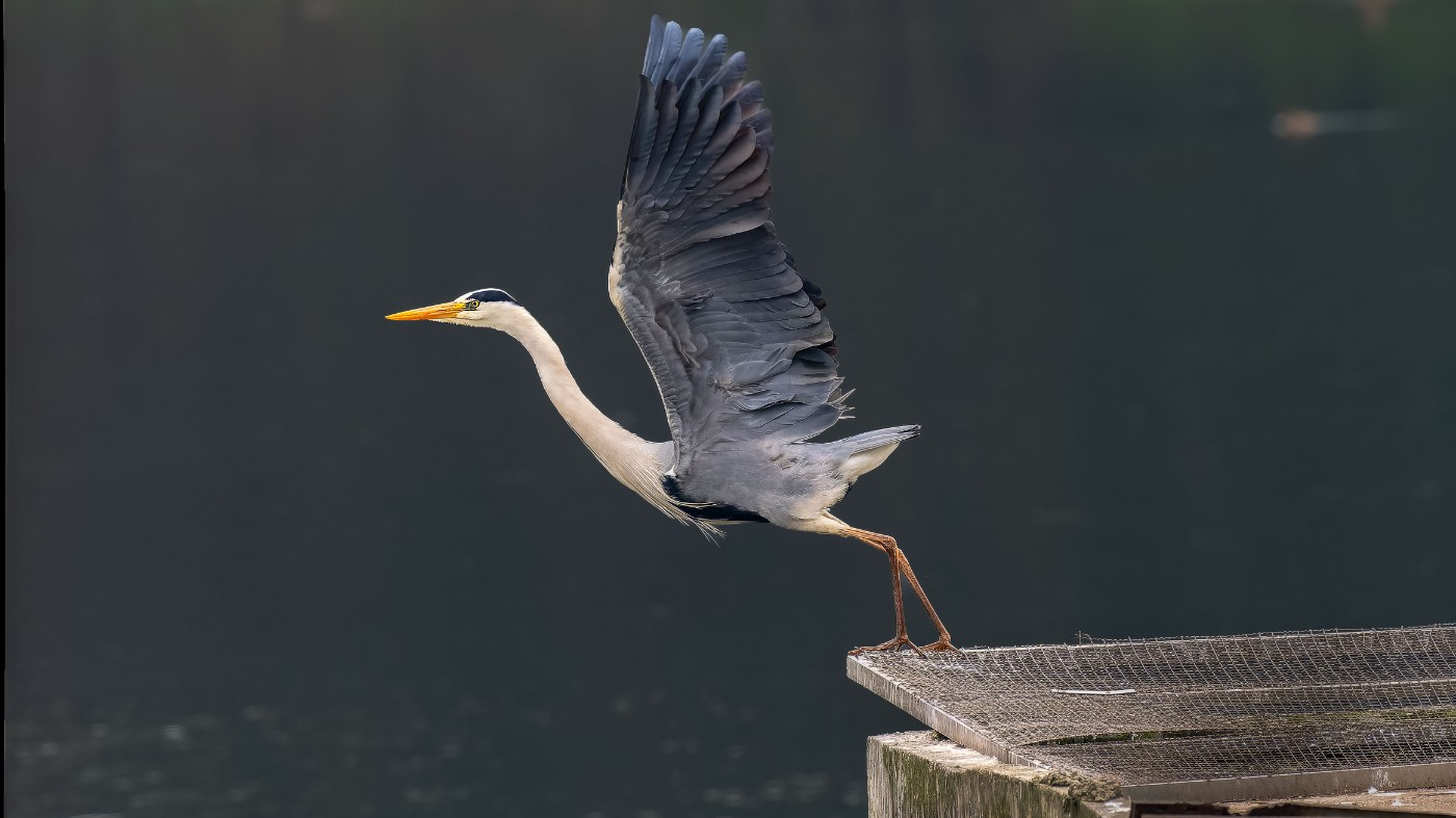 P3101151-ORF_DxO_DeepPRIMEXD ����.jpg