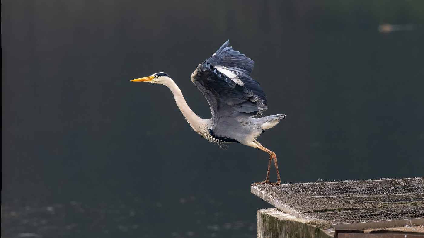 P3101149-ORF_DxO_DeepPRIMEXD ����.jpg