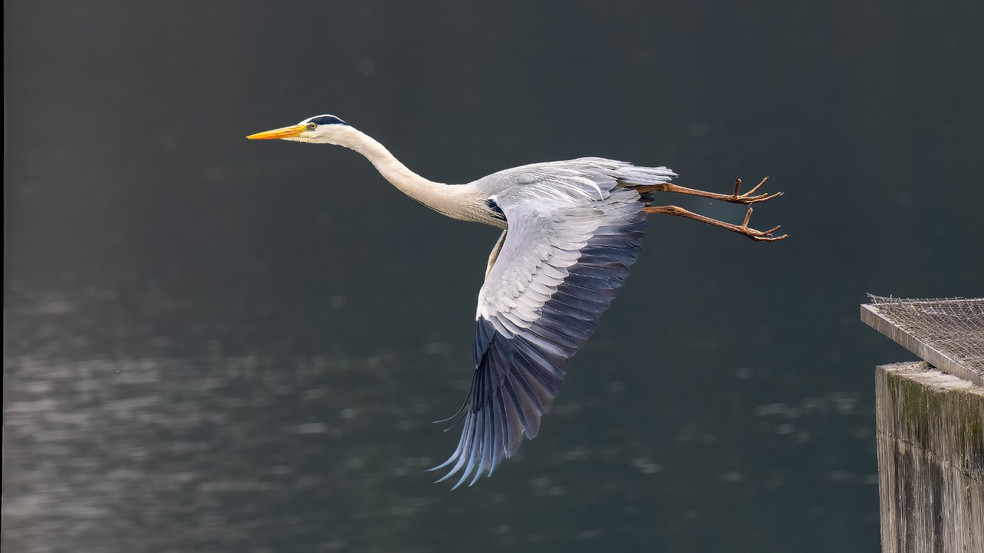 P3101160-ORF_DxO_DeepPRIMEXD ����.jpg