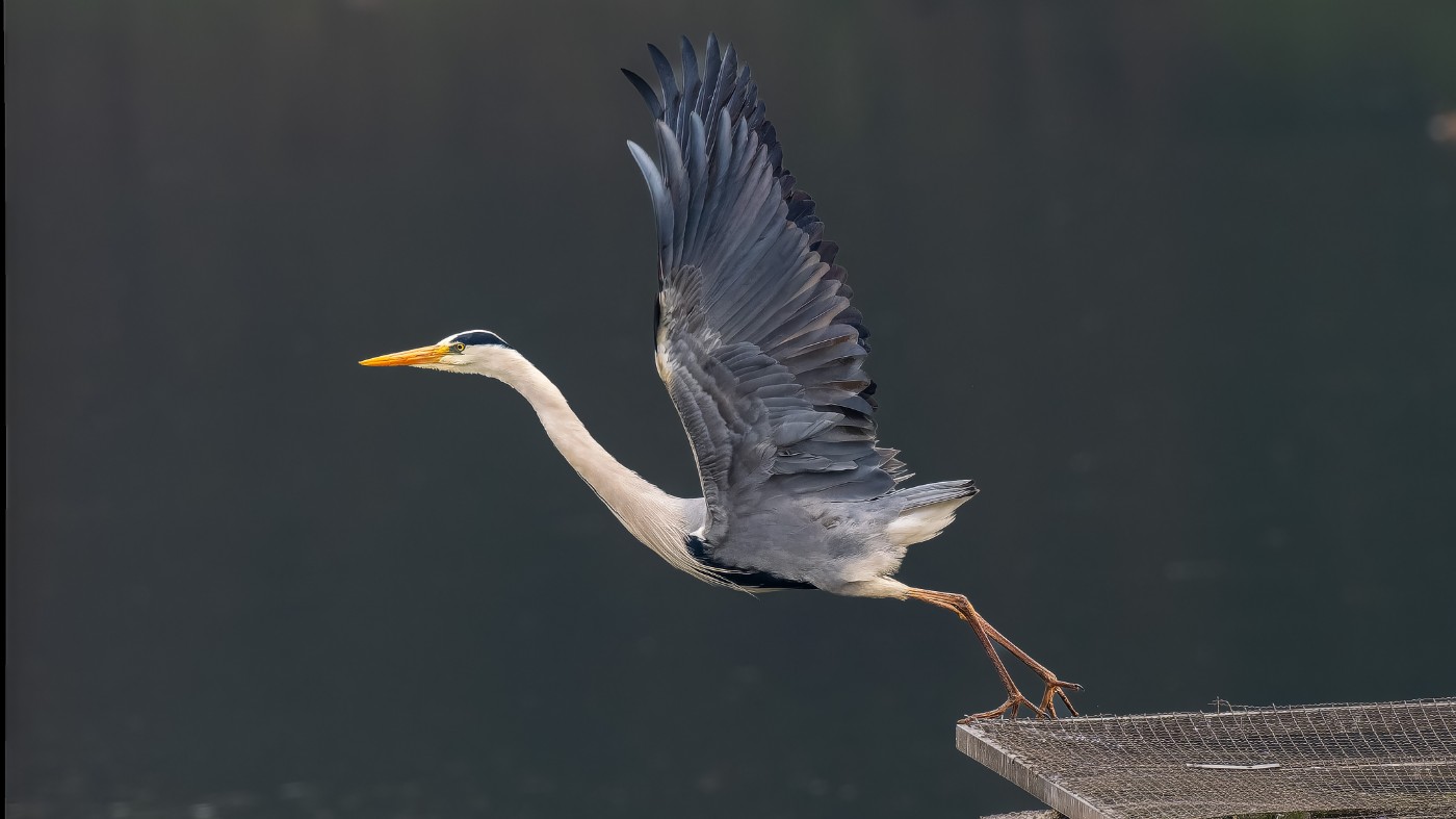 P3101153-ORF_DxO_DeepPRIMEXD ����.jpg