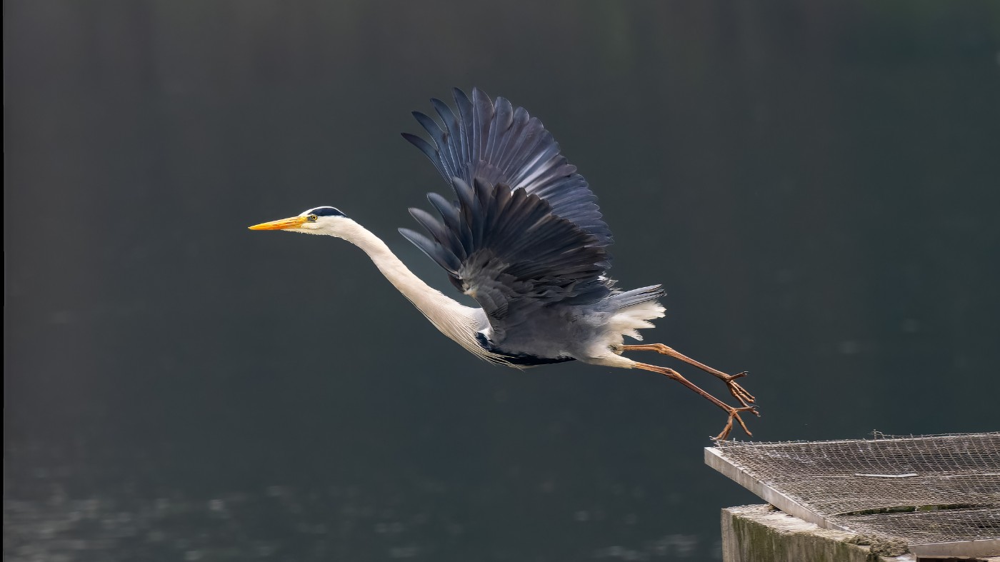 P3101155-ORF_DxO_DeepPRIMEXD ����.jpg