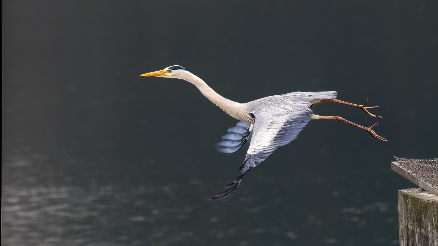 P3101158-ORF_DxO_DeepPRIMEXD ����.jpg