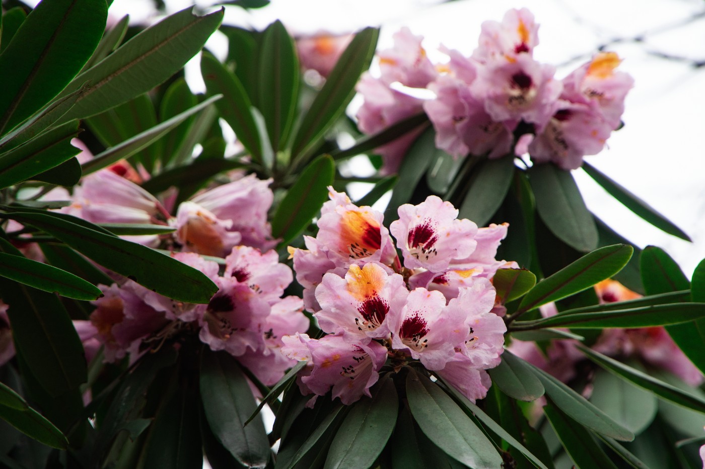 DSC06685 - ����.jpg