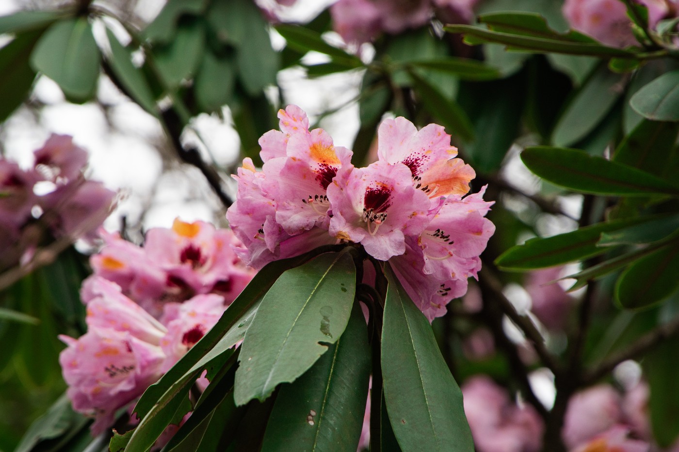 DSC06694 - ����.jpg