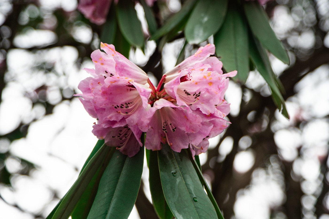 ������졤����ɽѰ�顷