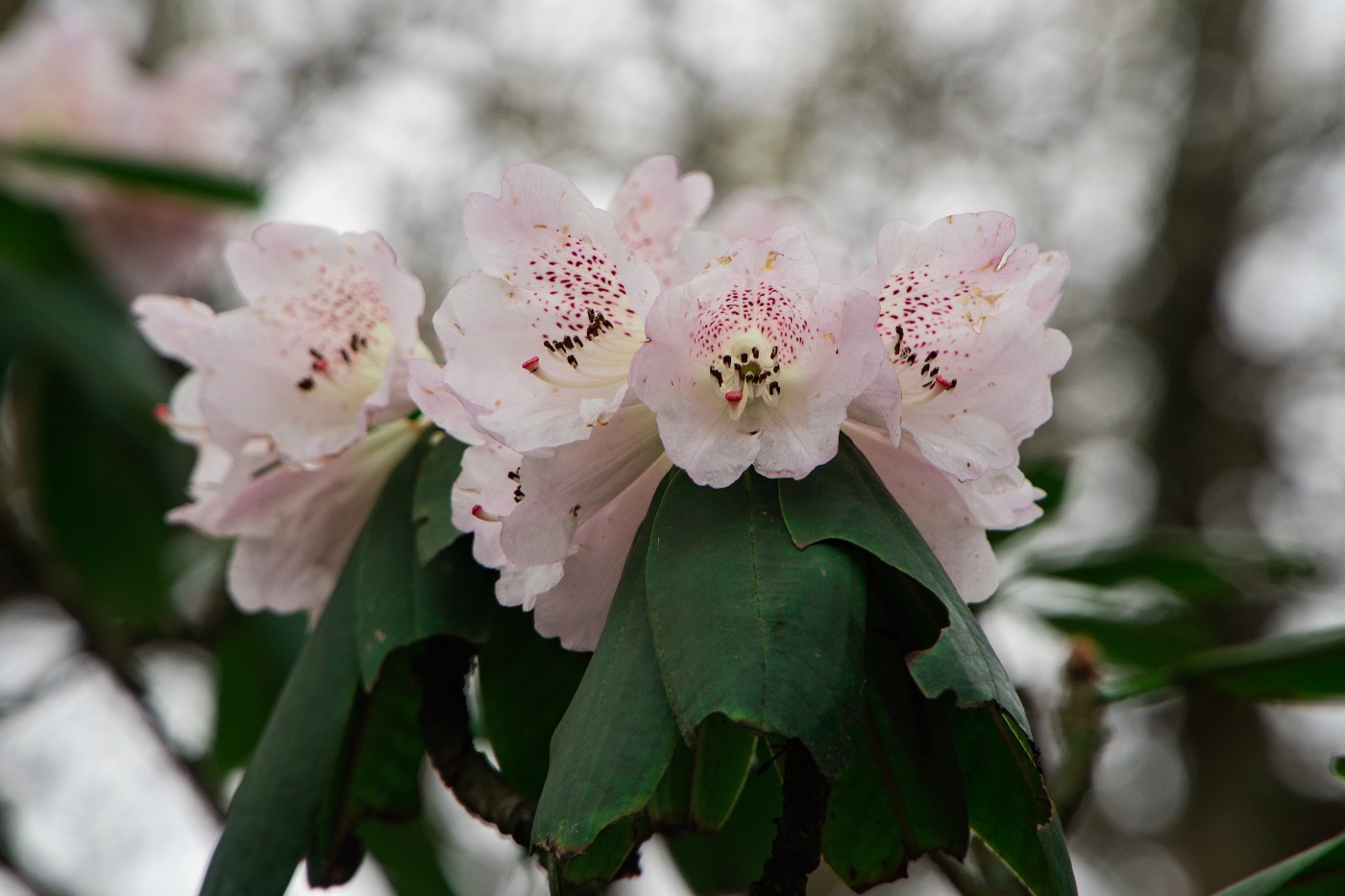 DSC06717 - ����.jpg