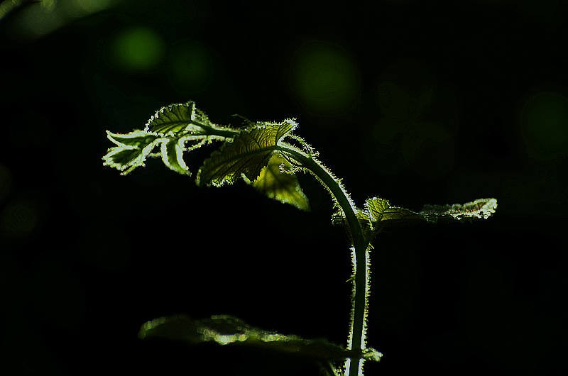 DSC_4727.JPG