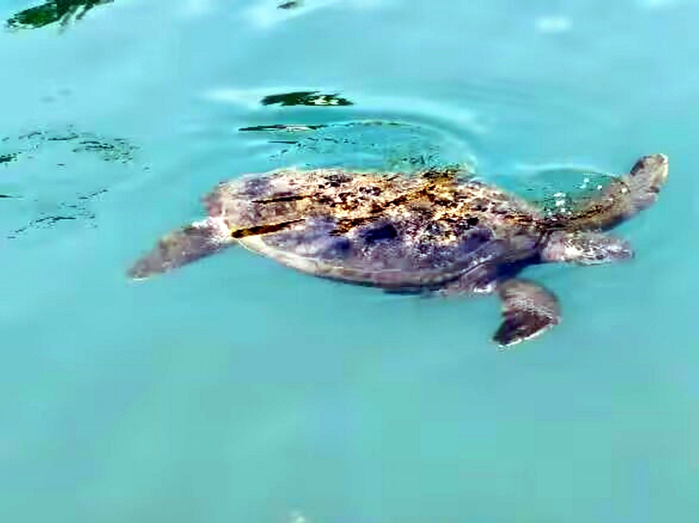 ������С psc (24).jpg