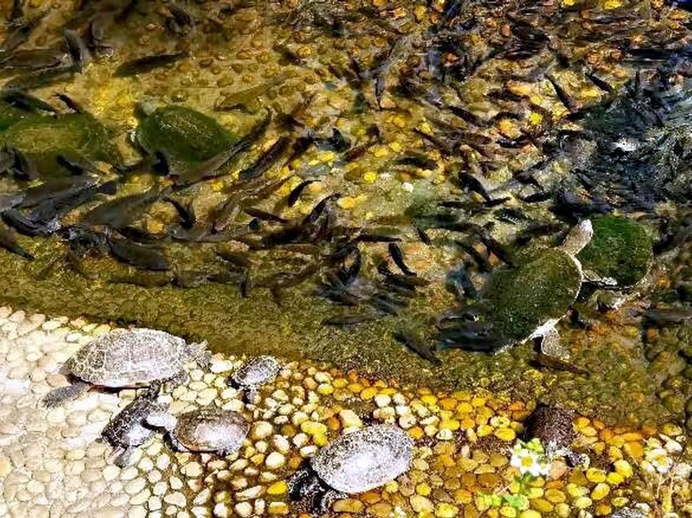 ������С psc (11).jpg