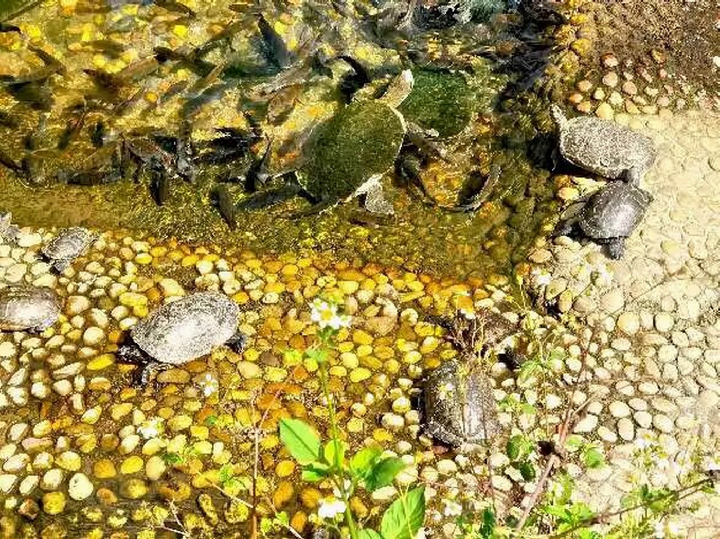 ������С psc (10).jpg