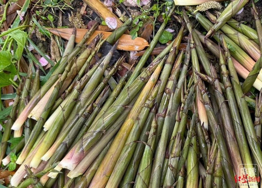 faedab64034f78f01dfd45931afbb55ab2191c32.jpeg@f_auto