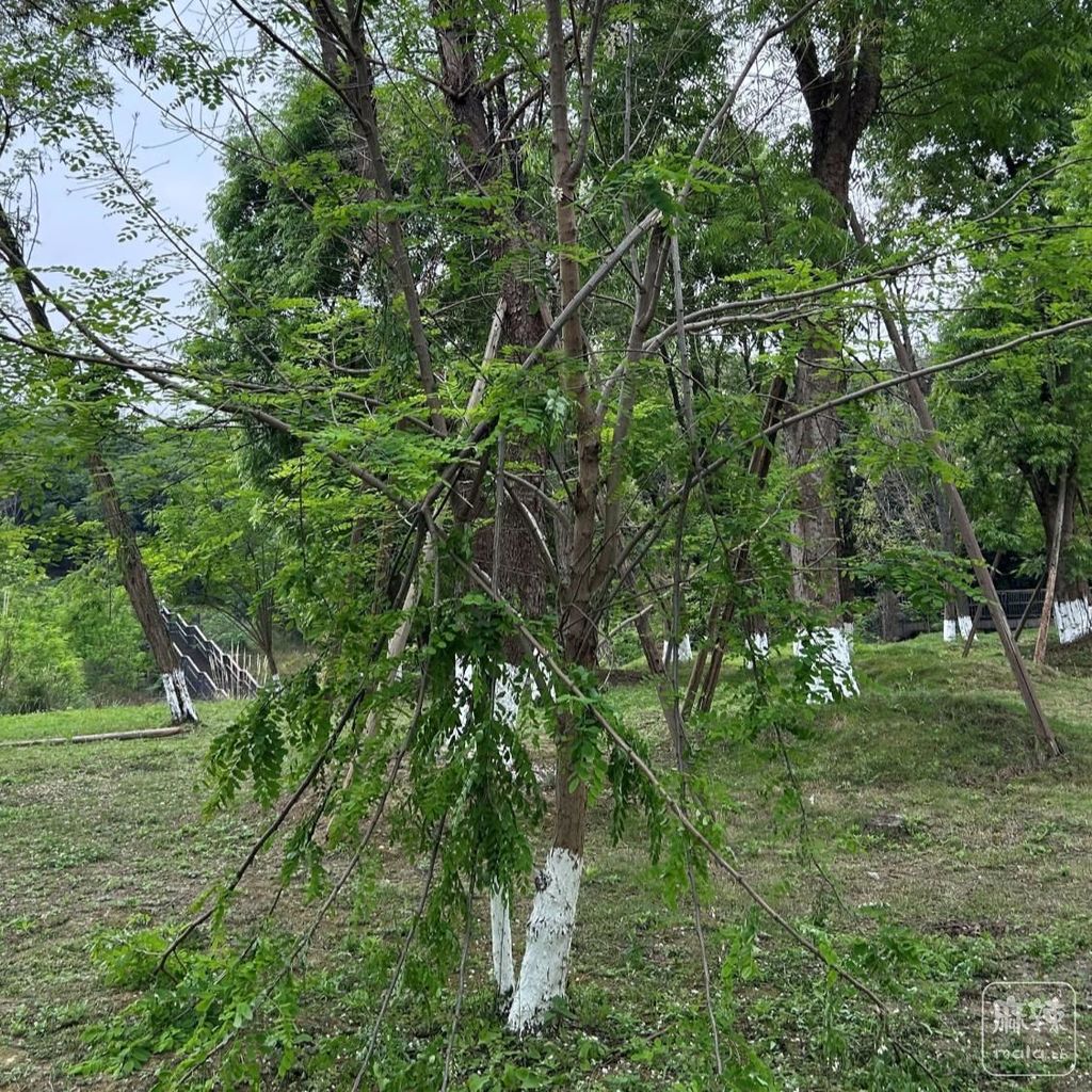 9e3df8dcd100baa11604721e1e992903c9fc2e81.jpeg@f_auto