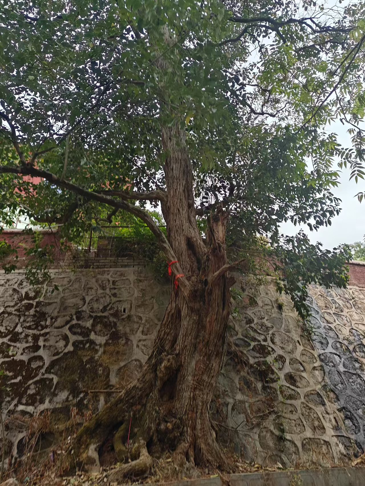 ������Ů������