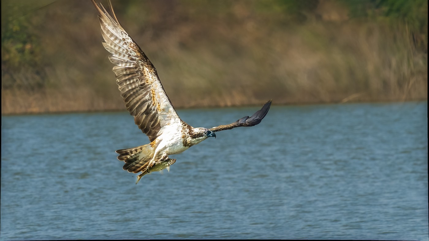 _1212571-ORF_DxO_DeepPRIMEXD ����.jpg