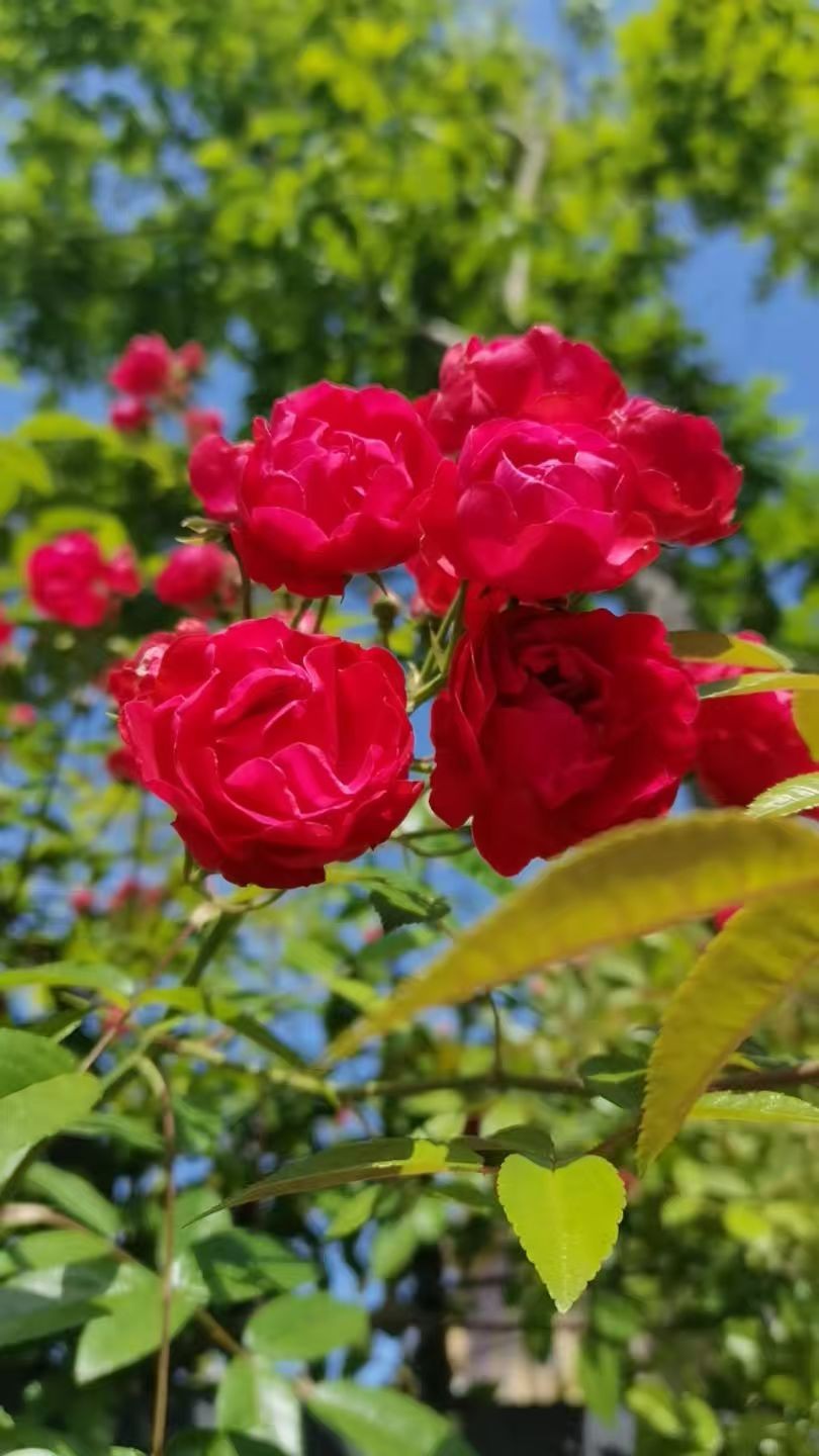 ΢��ͼƬ_20260428123334_117_3.jpg