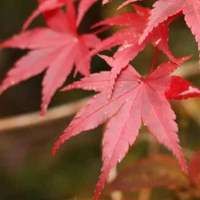 u=579254358,4018985385&fm=3012&app=3012&autime=1777062710&size=b200,200