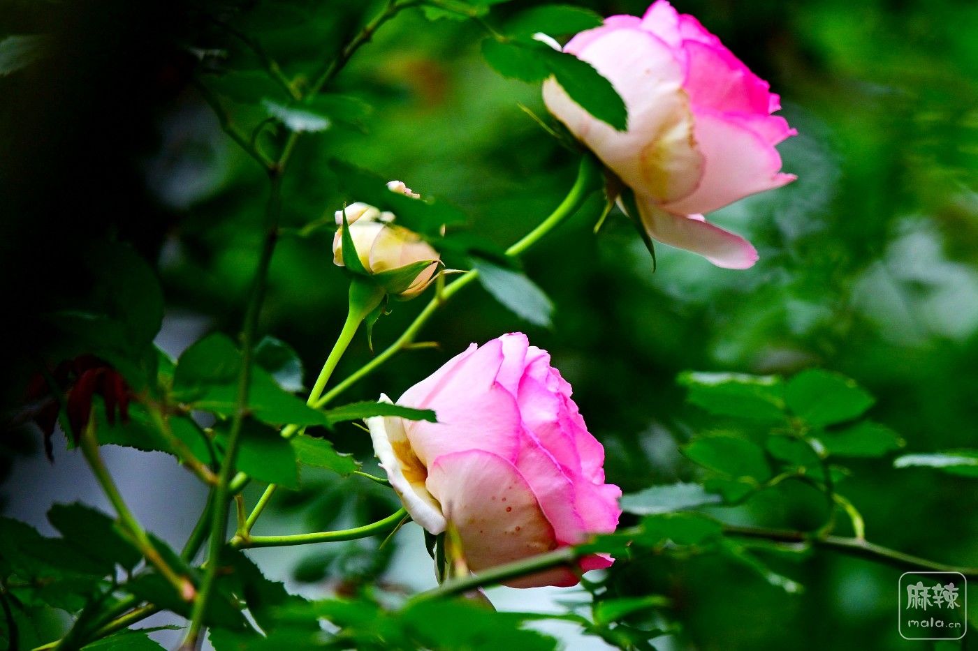 DSC_7019.JPG
