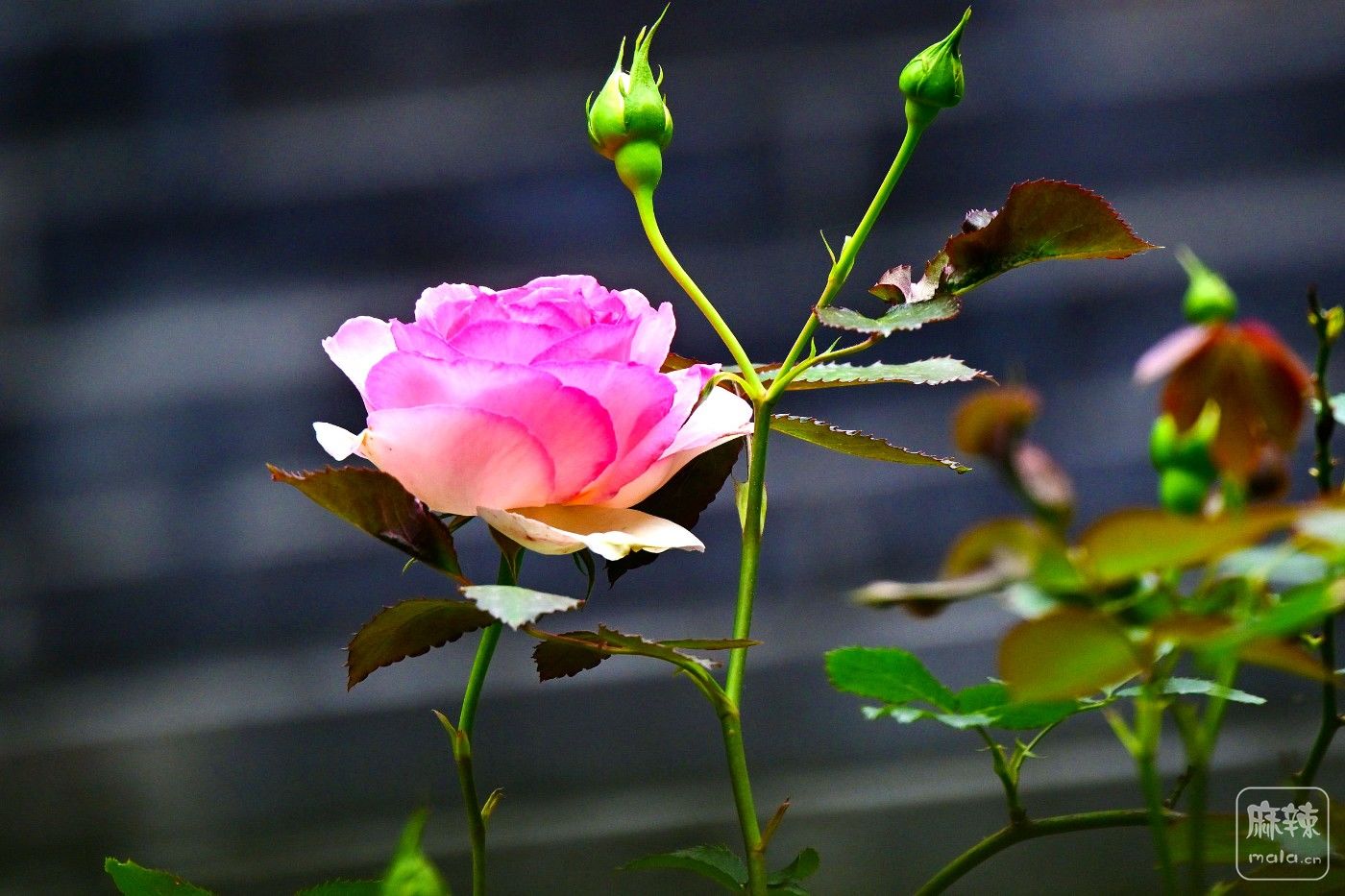 DSC_7022.JPG