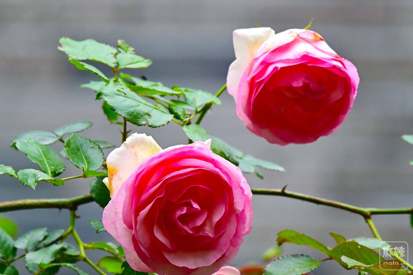 DSC_7017.JPG