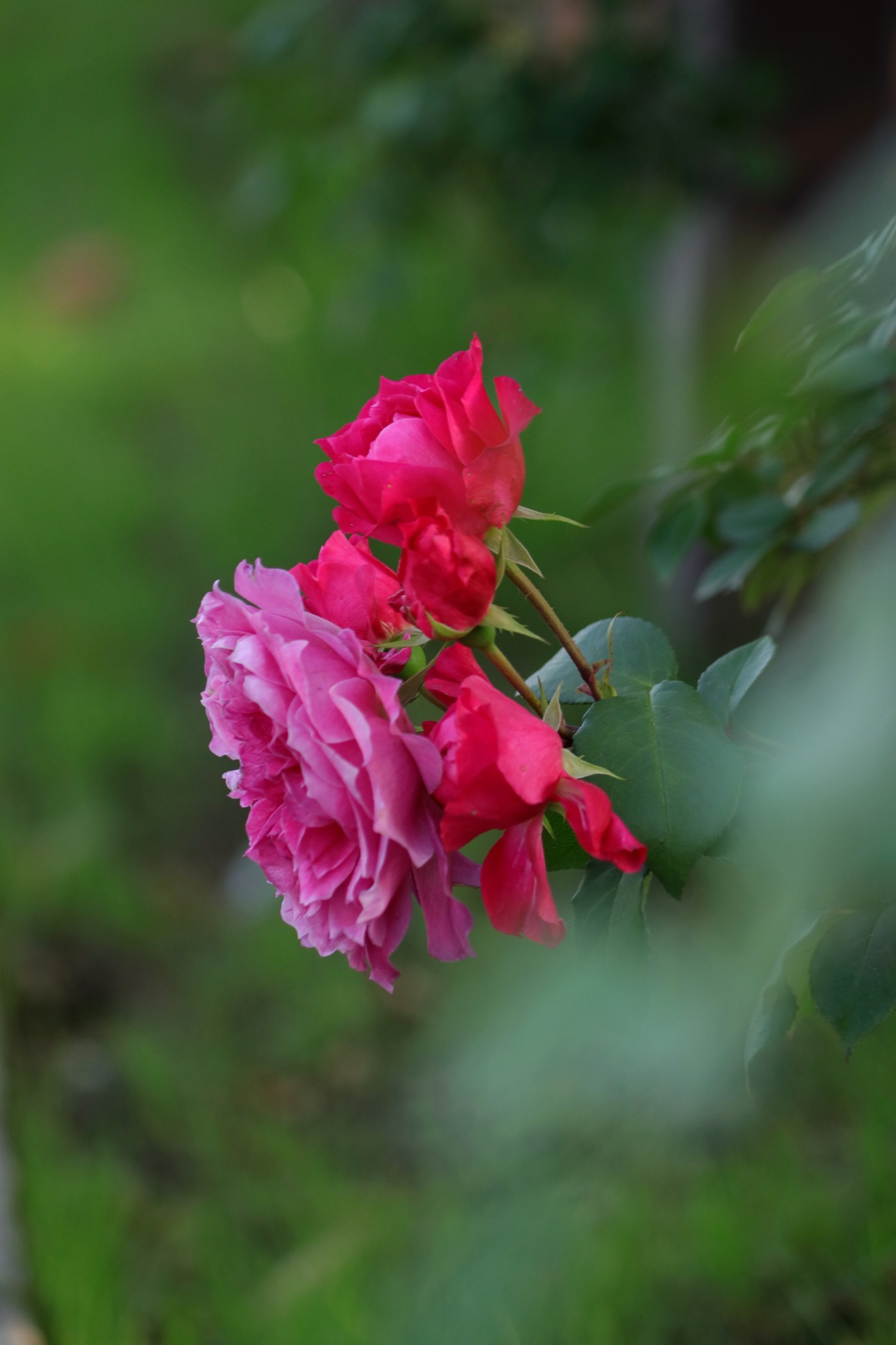 IMG_5741.JPG
