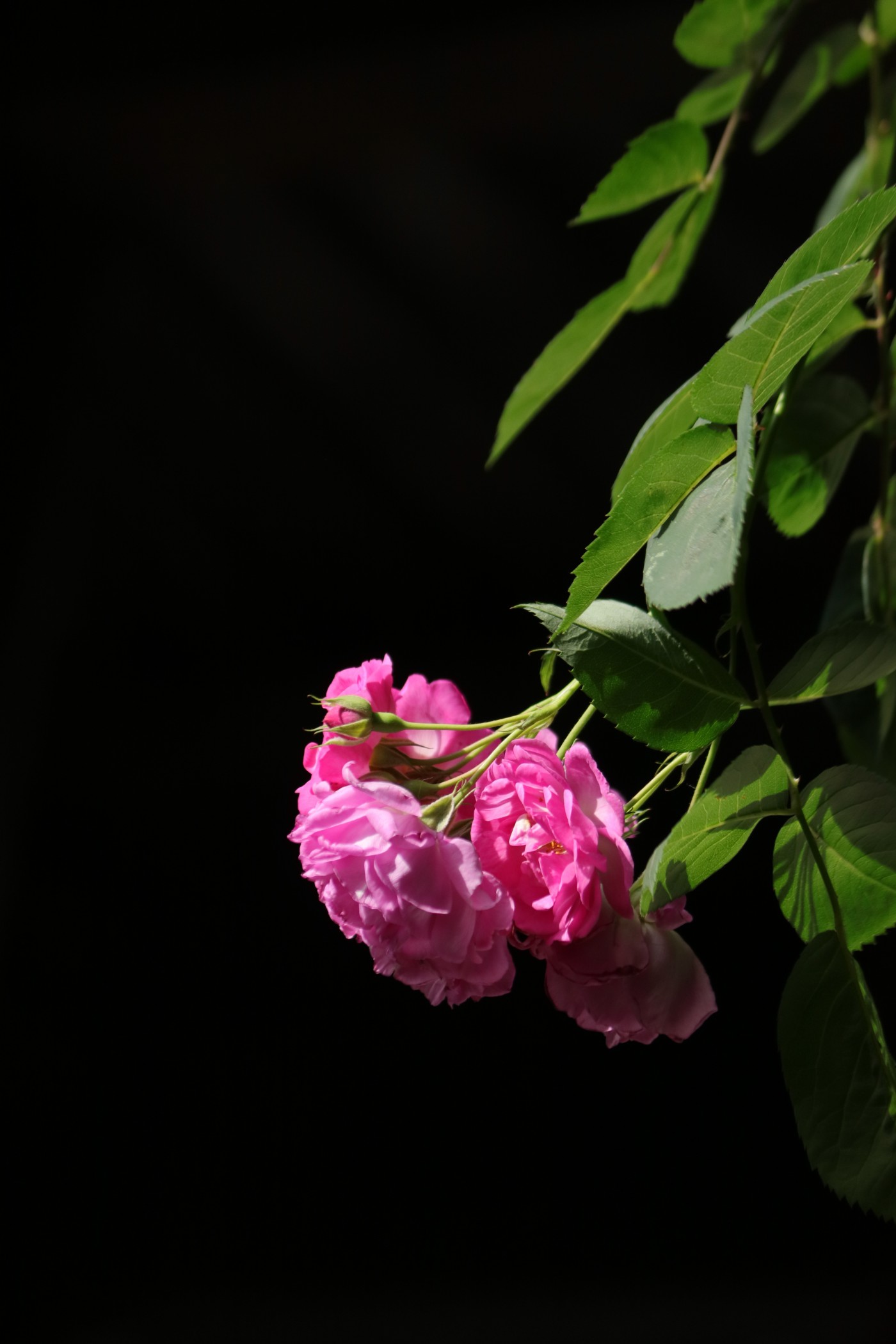 IMG_5832.JPG