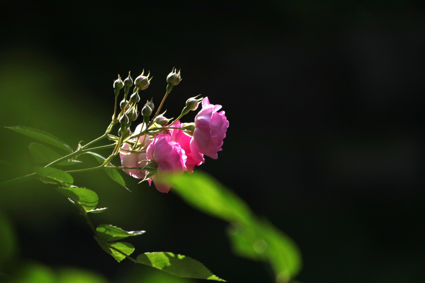 IMG_5835.JPG