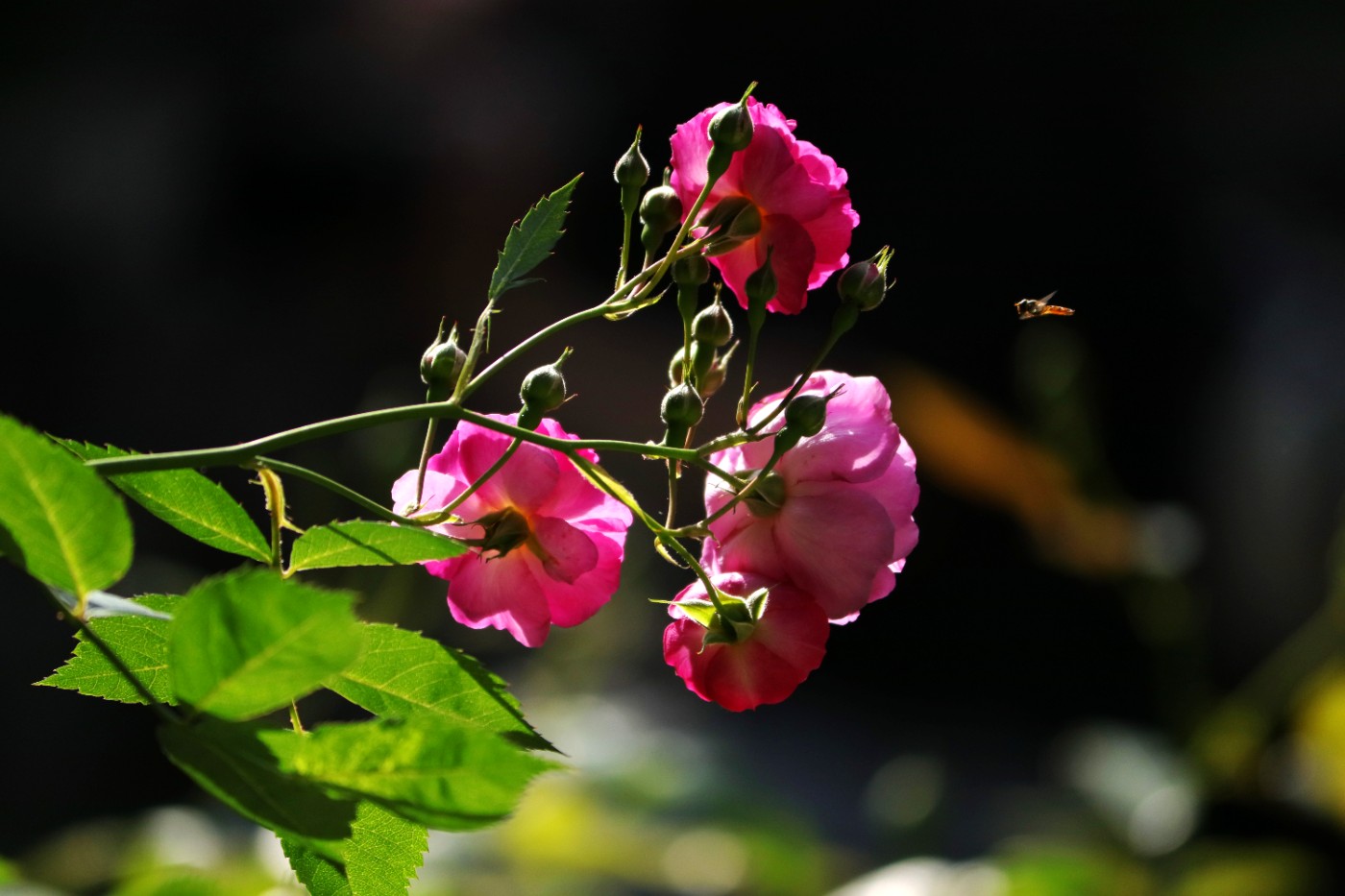 IMG_5846.JPG