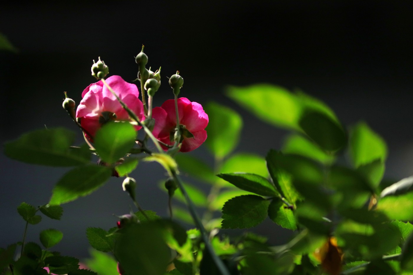 IMG_5853.JPG