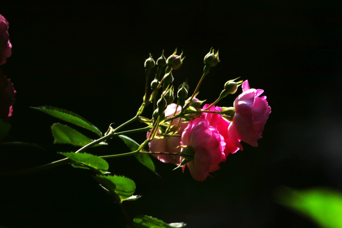 IMG_5851.JPG