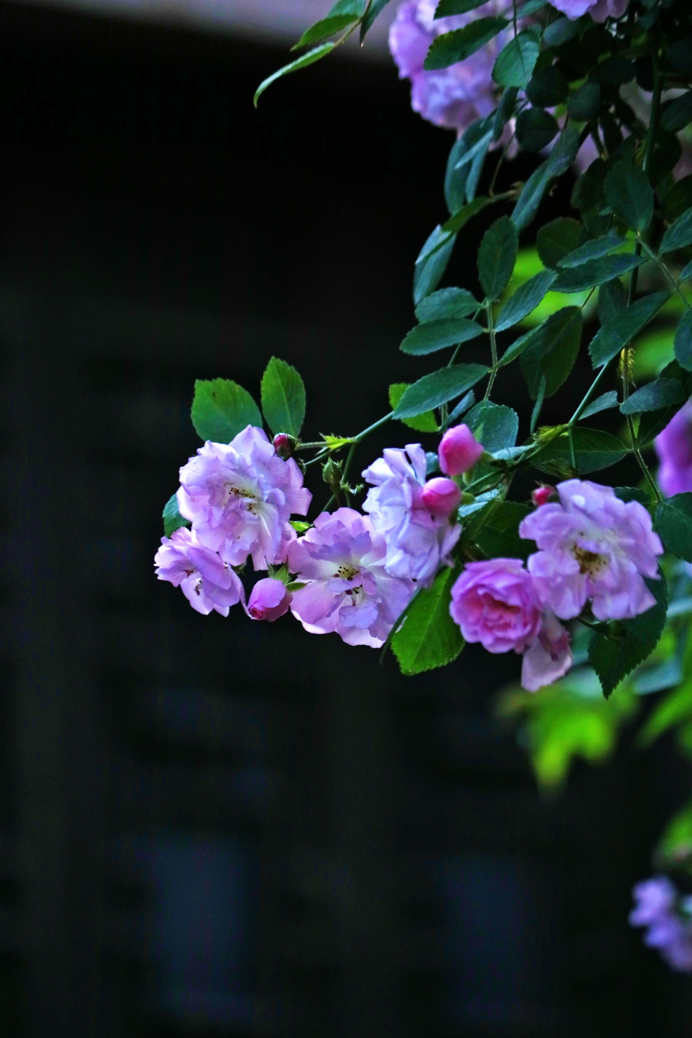 IMG_5871.jpg