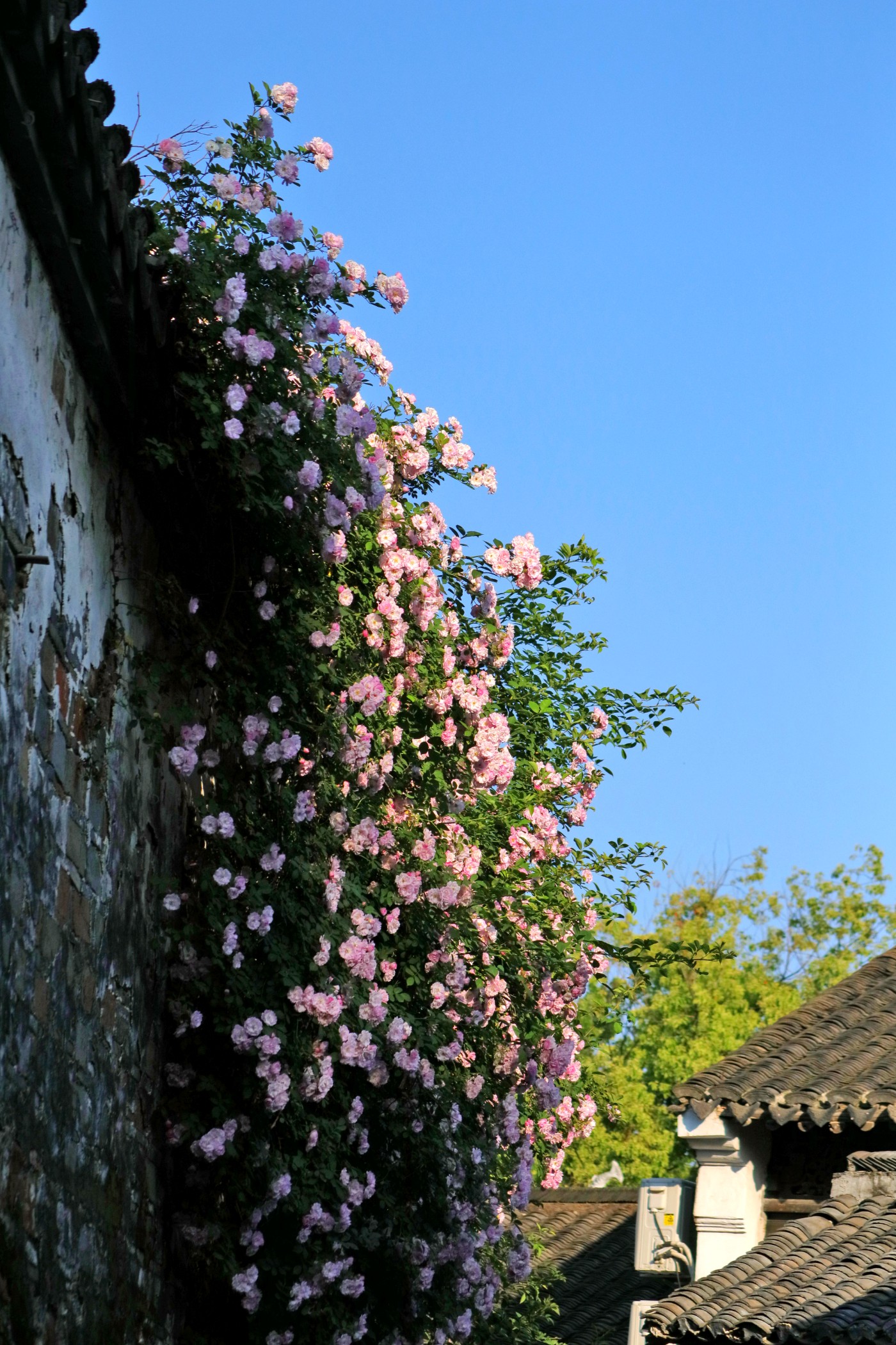 IMG_5877.jpg