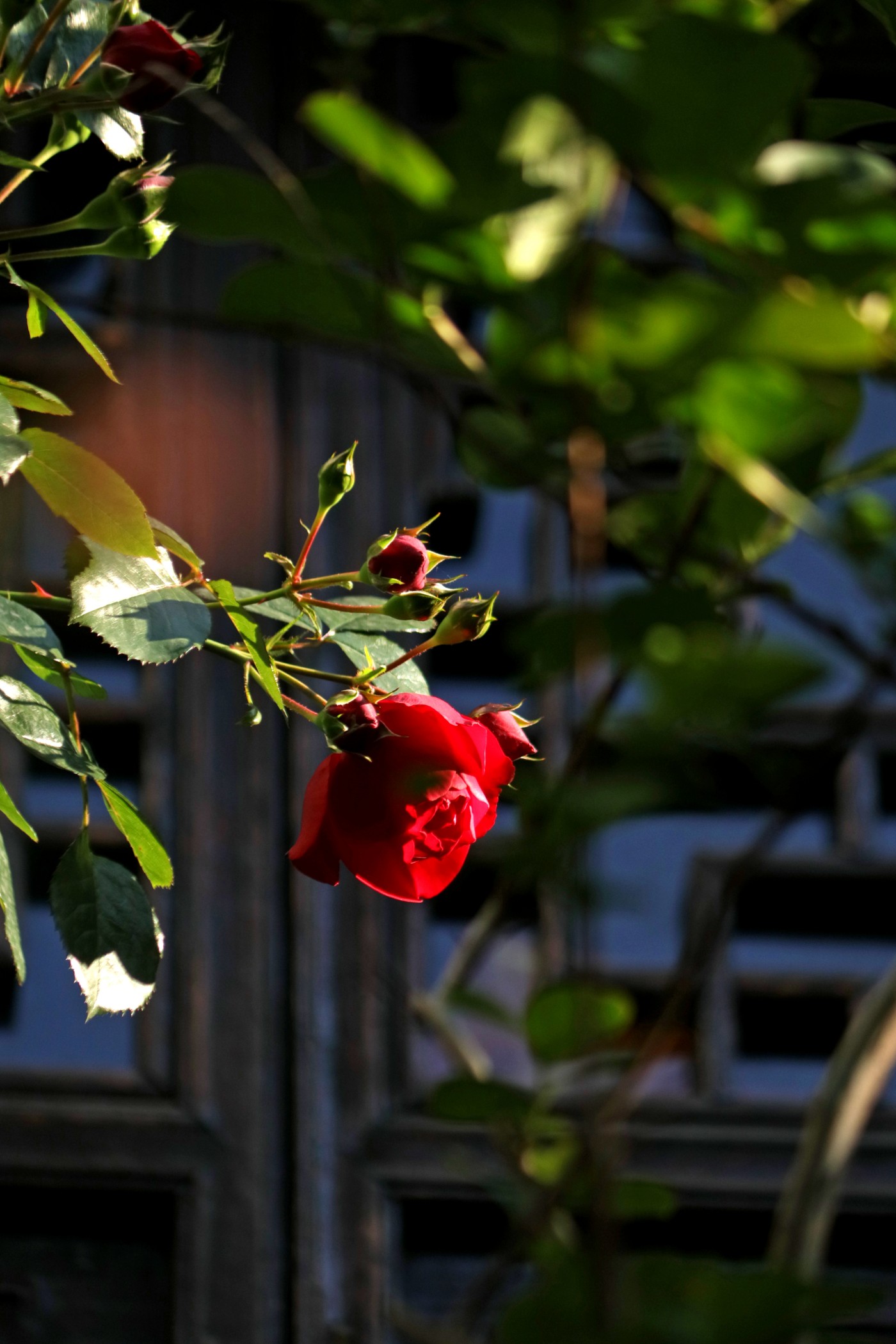 IMG_5890.JPG