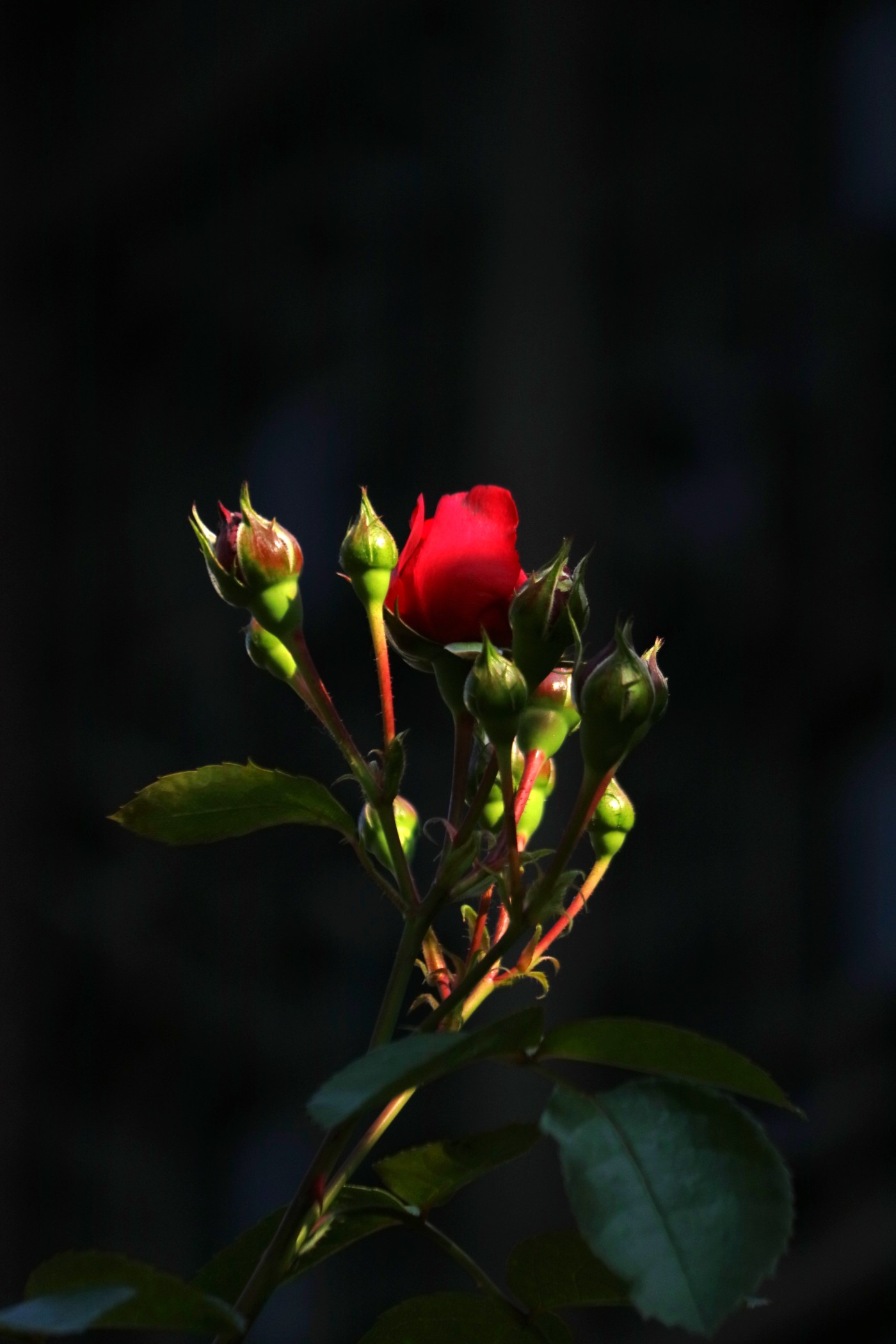 IMG_5902.jpg