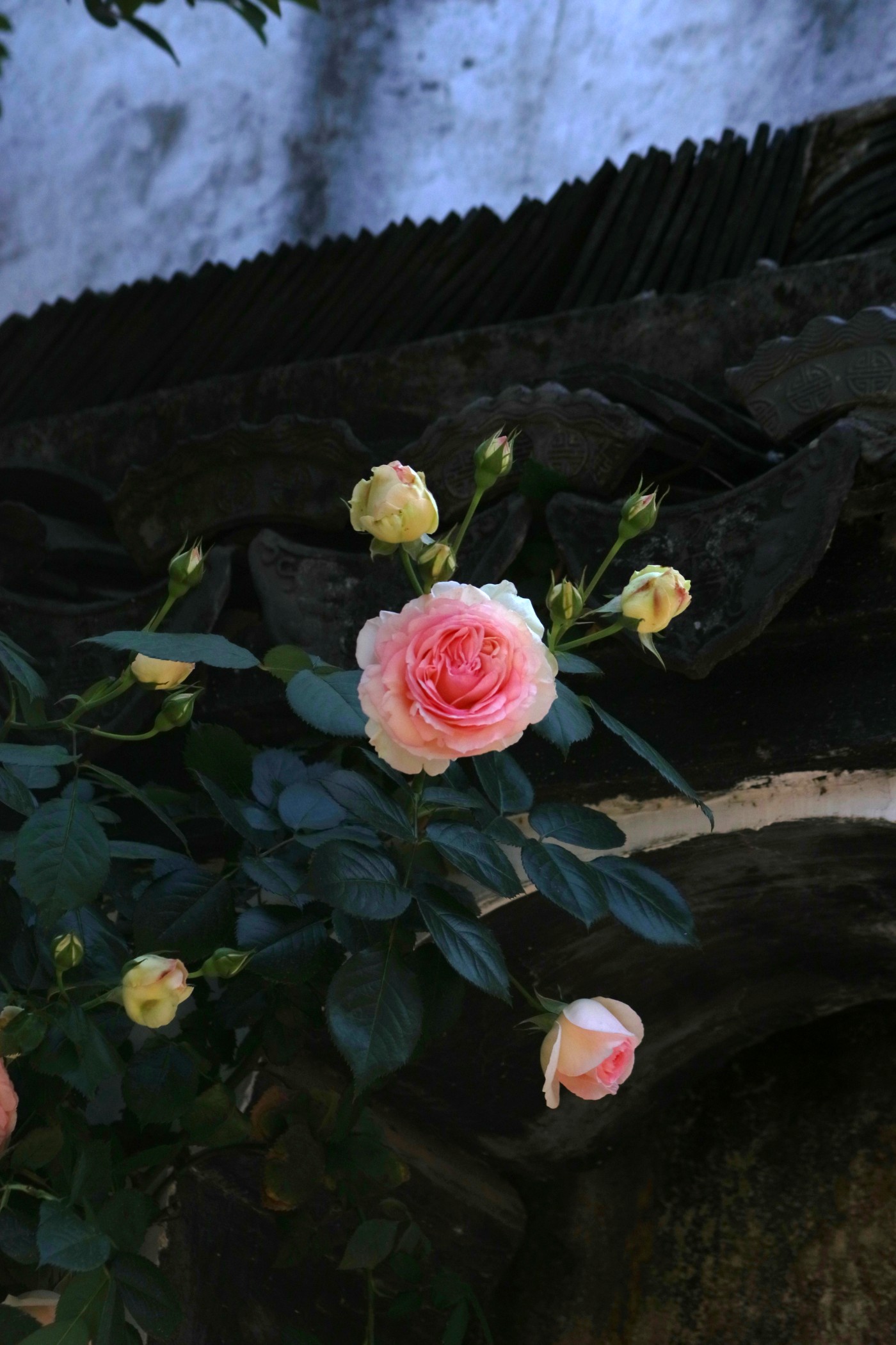 IMG_5904.JPG