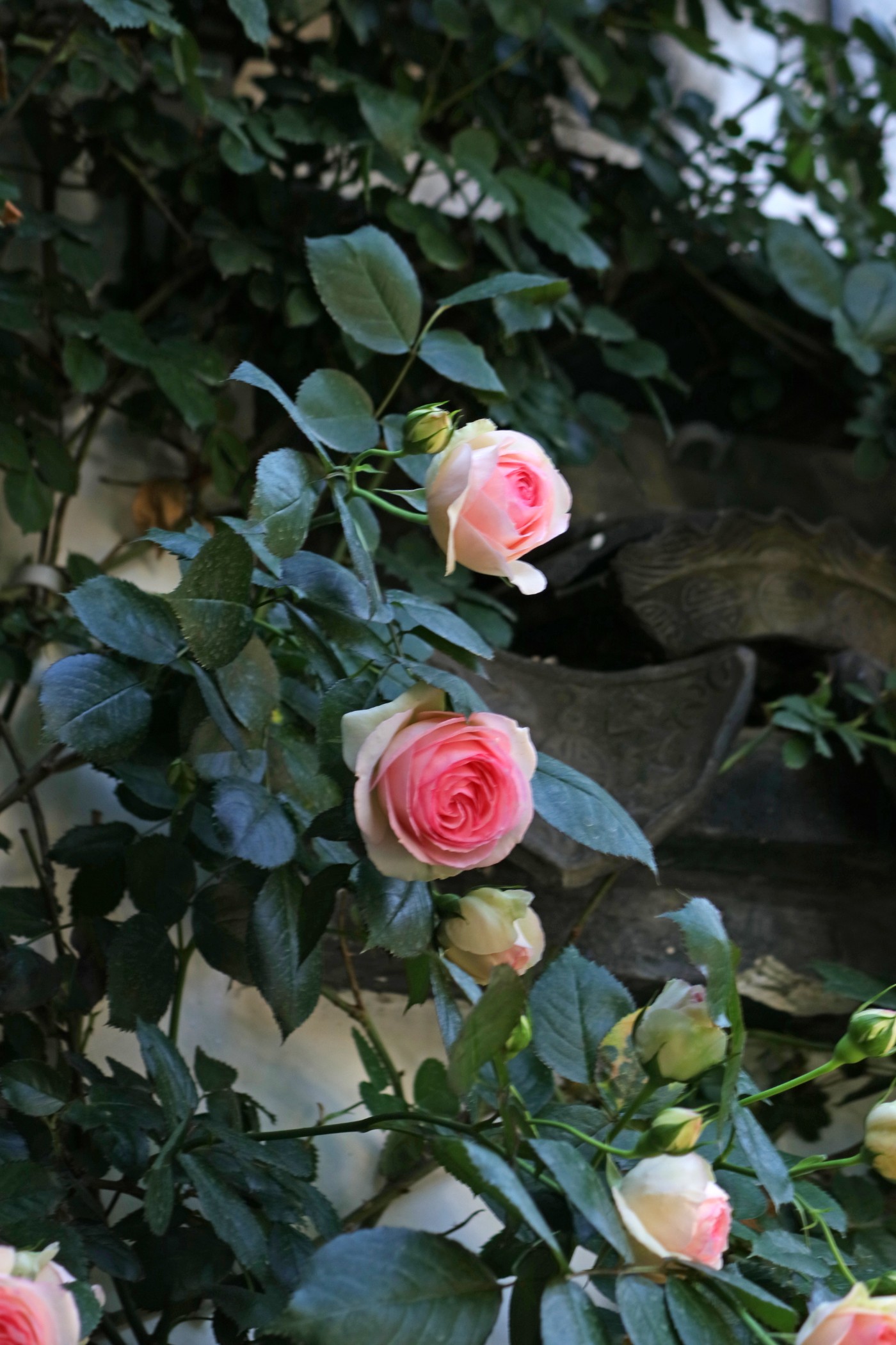 IMG_5935.jpg