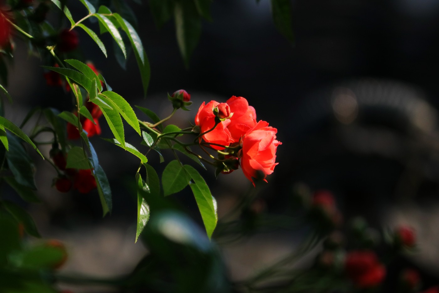 IMG_5966.JPG