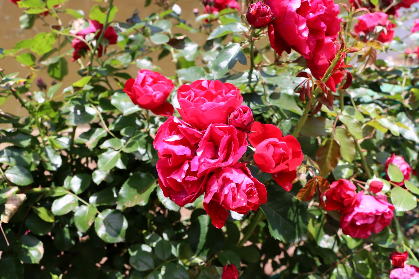 0IMG_2369.jpg