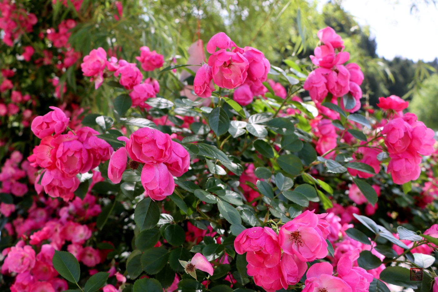0IMG_0335.jpg