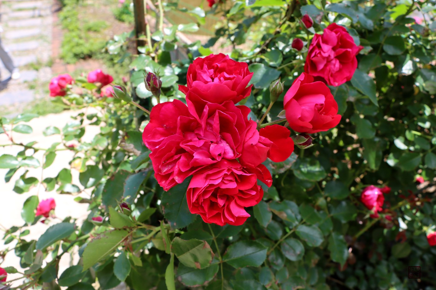 0IMG_2367.jpg