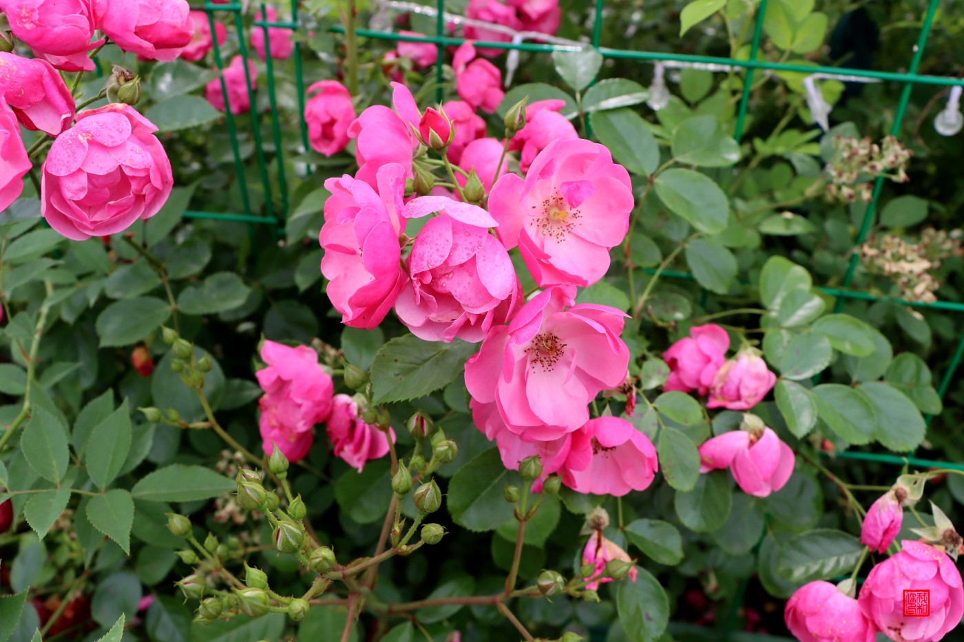 0IMG_2412.jpg