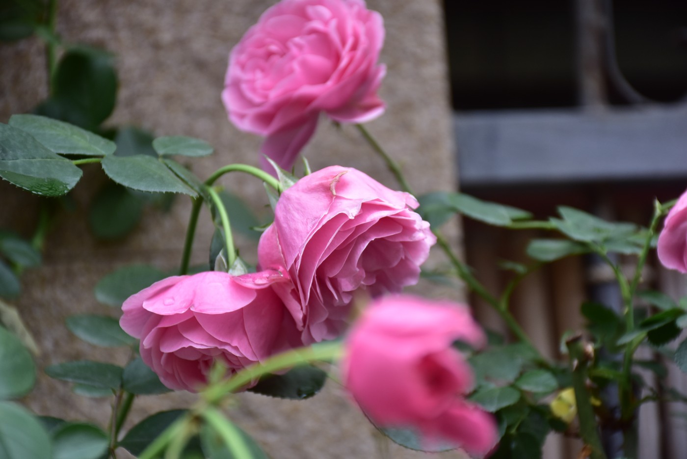 XYL_4957.JPG
