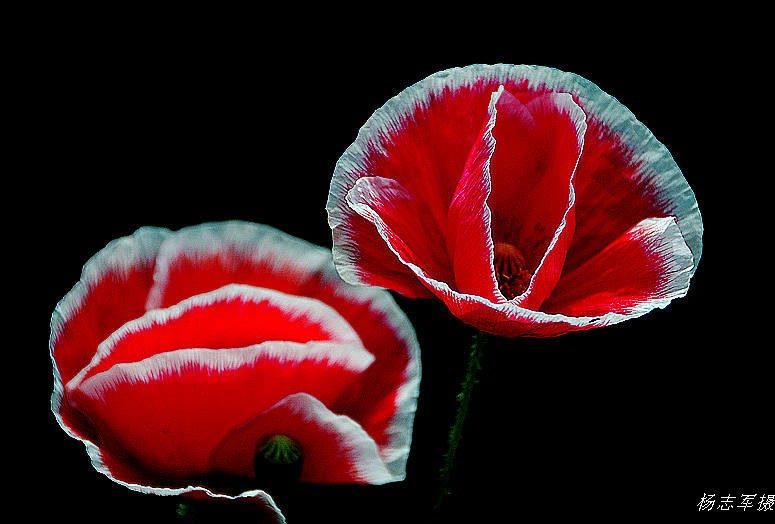 DSC_5398.JPG