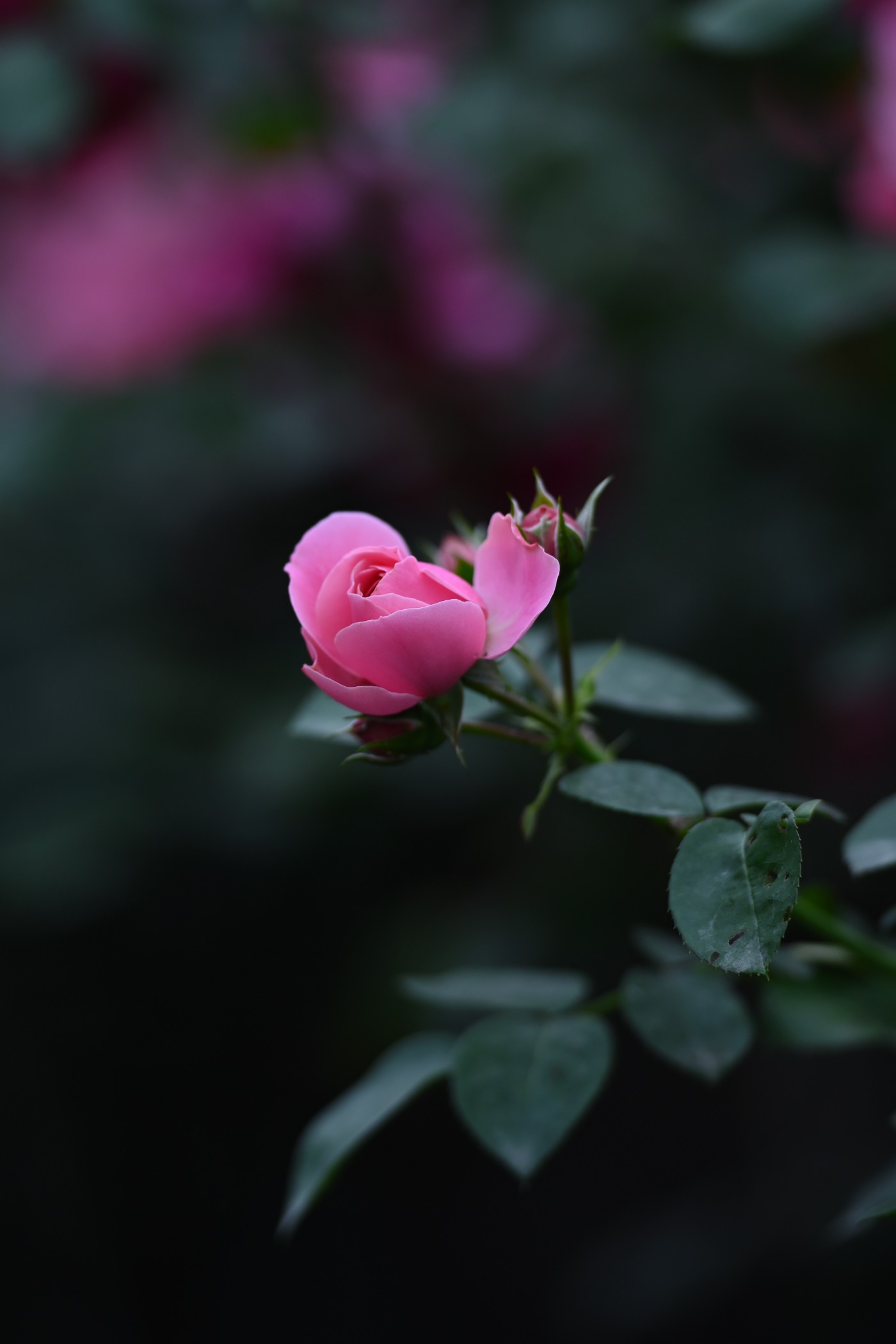 DSC_5963.JPG