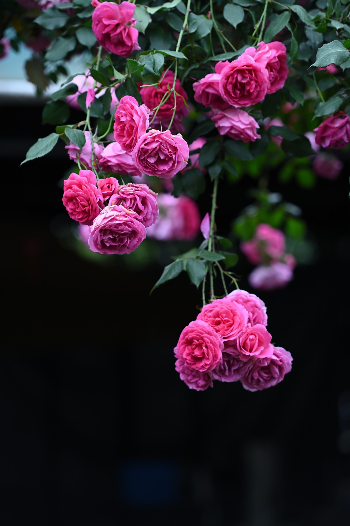 DSC_5973.JPG