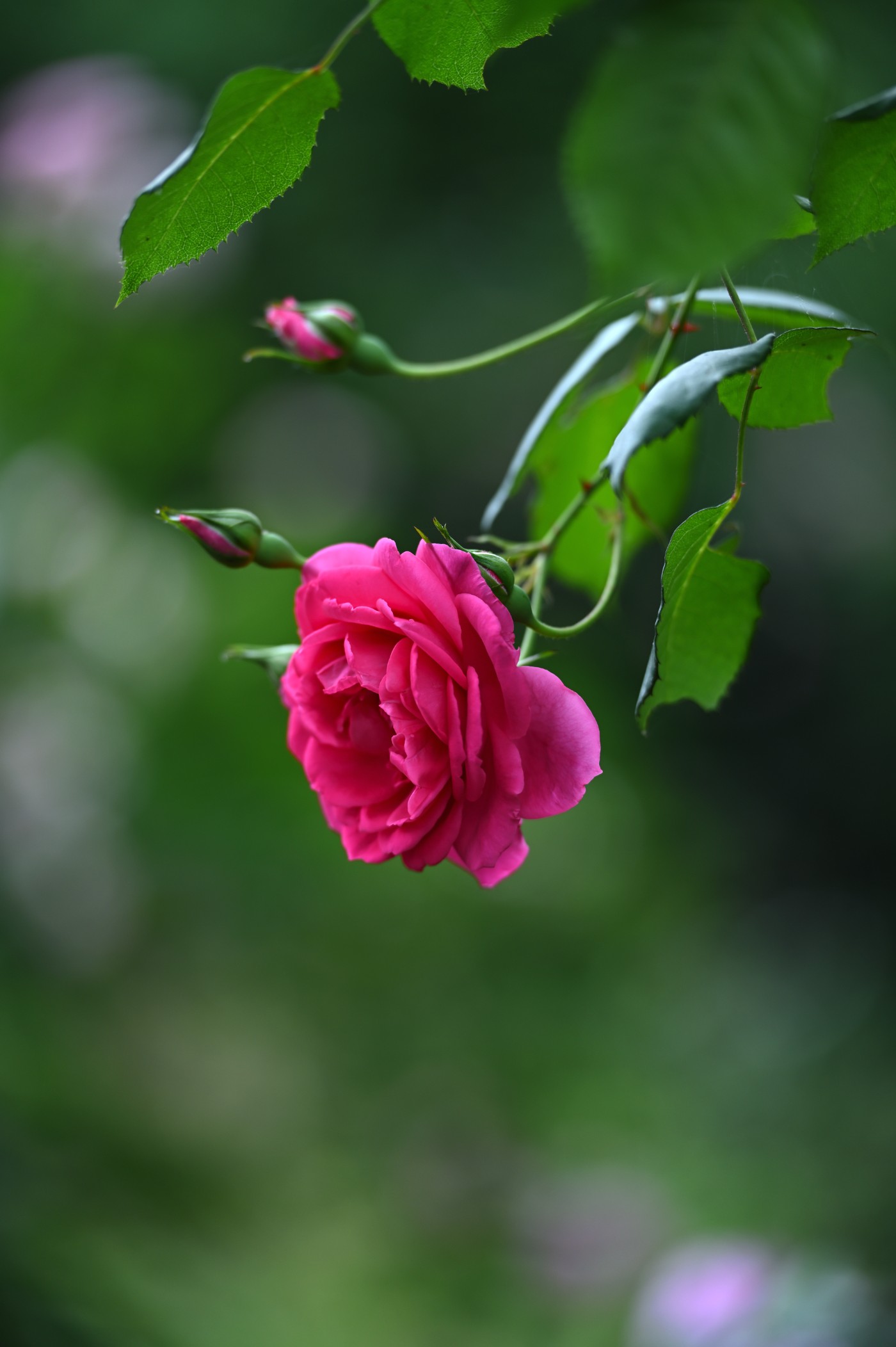 DSC_5991.JPG