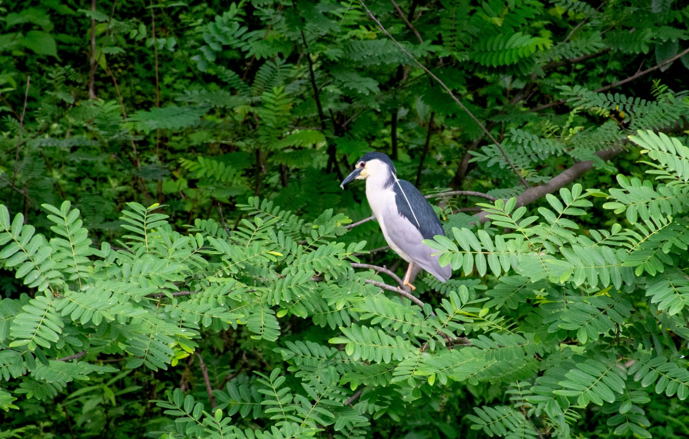 _DSC4355.jpg