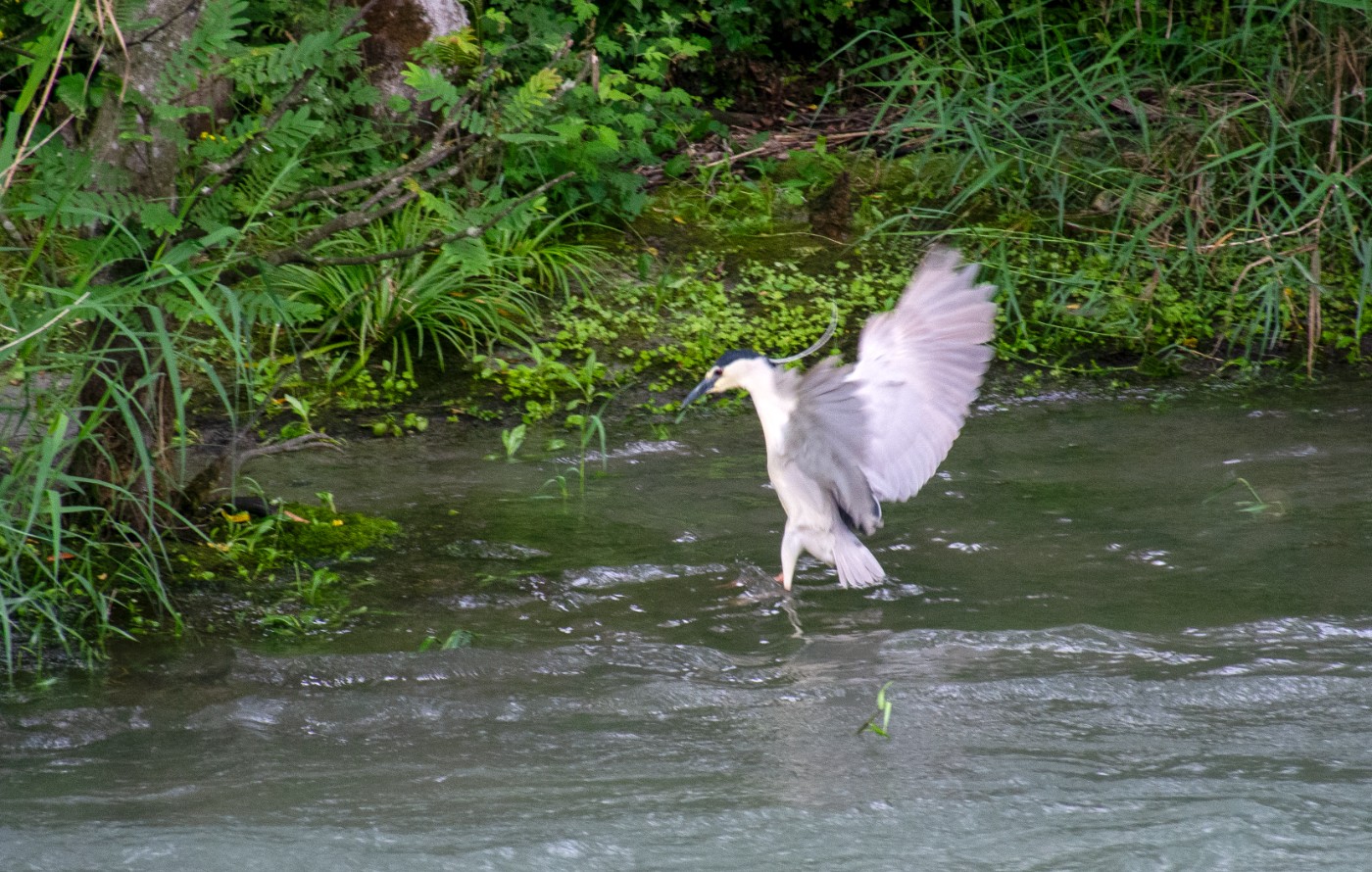 _DSC4357.jpg